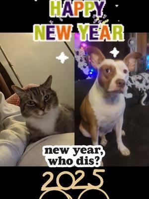 #duet with @KRistTinonTikTok HAPPY NEW YEAR 🎊! #HappyNewYearseve #foryou #furbabies #catsoftiktok #puppysoftiktok #rescuesoftiktok #rescuedismyfavoritebreed #theyrescuedme #foryoupage #furbabylove #fypage #pittiesoftiktok #Americanbullys #bullysofttiktok #adoptdontshop #furmomsoftiktok #furmums 