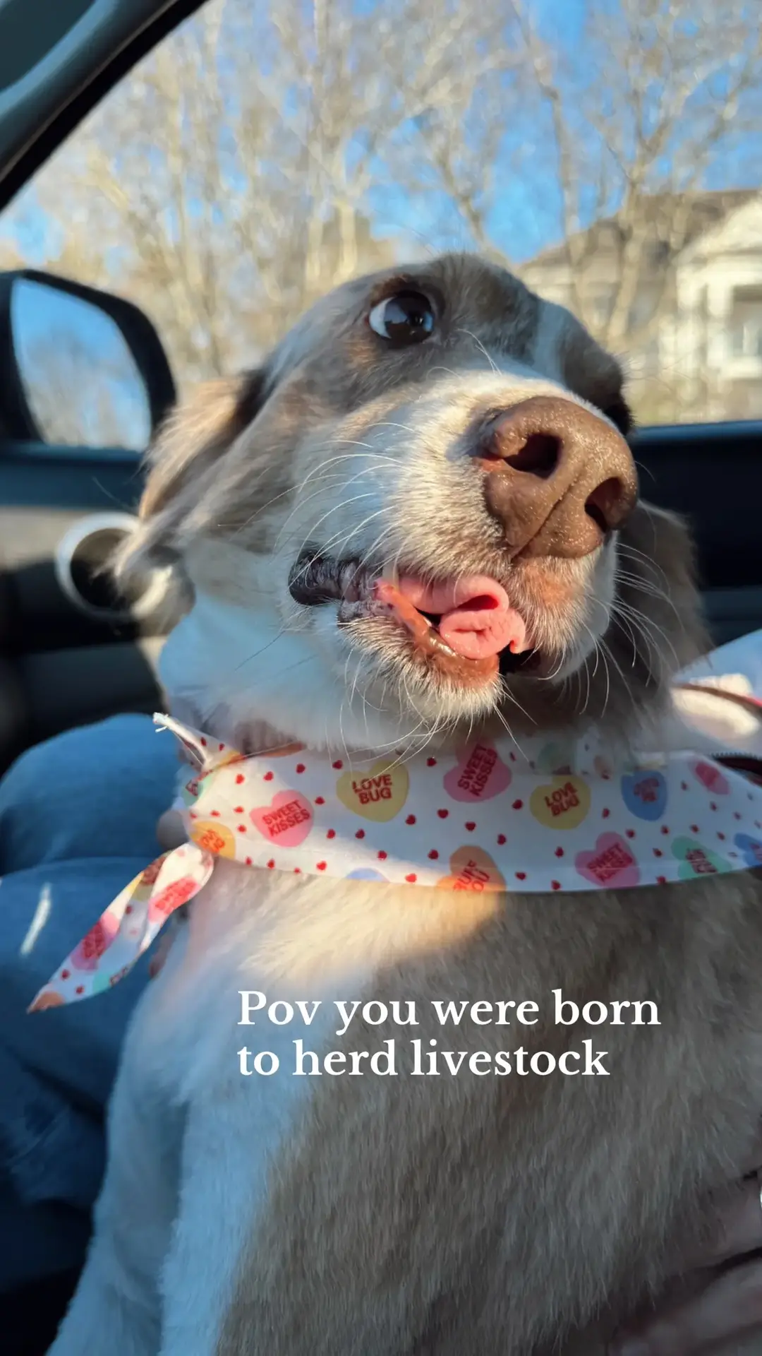 I love this sweet little baby♥️💌 #australianshepherd #aussie #littlebaby 