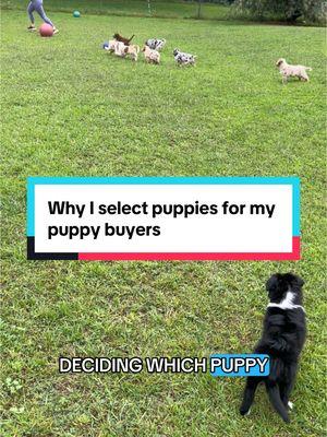 Why don’t I let people choose their own puppy ? Here’s a few reasons. #telltaleaussie #aussieswithtails #undockedaussie #dogbreeder #reputablebreeder #puppy #puppyselection #education #aussie #australianshepherd 