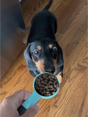 Keep all the bad kibble in 2024, @Open Farm Pet all 2025, use code KODAK for a discount on your next order #healthypets #weineedog #wienerdog #dachshund #dachshundsoftiktok #minidachshund 