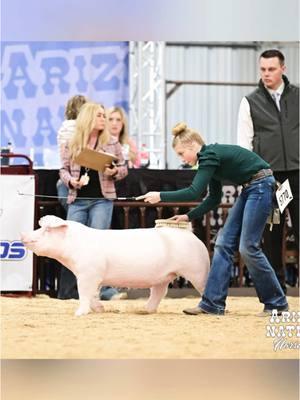 Our little landrace gilt is grown up now! Pam is a big girl! #showpigs #landrace 