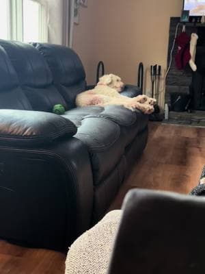 Must be a real good dream #goldendoodle #petsittinglife #fyp 