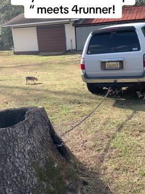 Day 39 of fast stump removal! Using 4runner to remove stump fast !! #diytools #fyp #stumpgrinder #chsinsaw #rootfire #safetytips #foryoupage #treeservice #4runner #toyota #worktruck #stumprrmoval #homerenovation #homedecor #DIY #diyproject #saftyfirst 