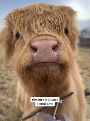 they love being brushed #foryourpage #fypシ゚viral #highlandcow #animalsoftiktok #cutenessoverloaded #cowsoftiktok #minicow #PetsOfTikTok #cutebaby #dayinmylife #countryliving #adorable 