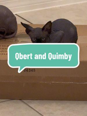 Available Sphynx babies!Shadowbanned yet again - so disheartening 😿 Anywho…Qbert and Quimby are looking for new parents! They are ready to rehome now. DM for details! 🖤 #rehome #black #blacksphynx #f#fyf#fypf#fypシ゚f#foryous#sphynxf#foryoupages#spyhynxtoks#sphynxkittens#sphynxcatf#floridasphynxk#kittens#sphynxmomo#orlandod#disneyn#nuggetss#sphynxoftiktokc#catsoftiktokkittensoftiktok 