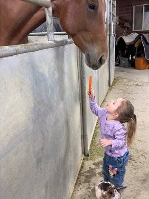 In complete disbelief that its New Years Eve! I’m excited to see what the New Year has in store for us! #fyp #viral #barnlifeisthebestlife #horsesoftiktok #horsesoftiktoktok #treats #toddlermom 