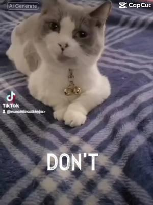 #catsoftiktok #lypsinc #capcut #foryoupage #foryoupage #cat 