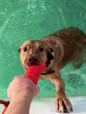 A water Spring Pole. 😂 #fyp #dogcommunity #workingdog #labradorretriever #dockdivingdog #huntingdog #pa #servicedog 