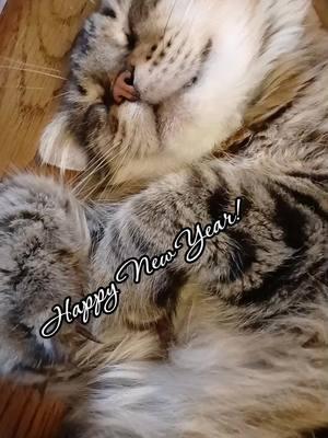 Happy New Year, everyone! Thankyou to each and every one of you that has made our 2024 here on Tik Tok awesome!😊#maincooncat #fluffykitty #happynewyear #purring #catpurring #kittiesoftiktok #meow #fatcatsoftiktok #creatorsearchinsights 