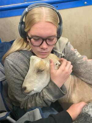 Was it really worth it, Aubrey? As a show mom, I just can’t imagine. Two years isn’t enough. #TCJLS #ffa #texasffa #showgoat #dairywether #justiceforwillie #lamanchagoat