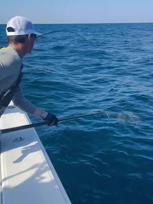 @delphfishing with a BEAST of a cobia! Who's had experience gaffing these wild fish? . . . . . . . . . . . . #BDOutdoors #bdoutdoorsdotcom #bloodydecks #offshorefishing #socal #fisherman #anglers