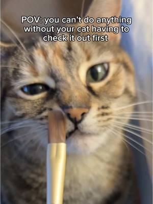 Everything takes double the time with cats #cats #catmom #catownerslife #sniffcheck 