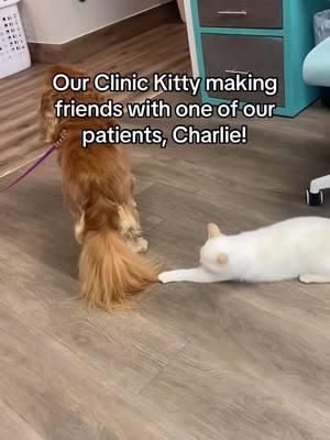 Our clinic kitty is loving on one of our patients, Charlie! 🐾😻 #VetCare #VetClinic #FulshearTX #FulshearTX #VetTok #VeterinaryCare 