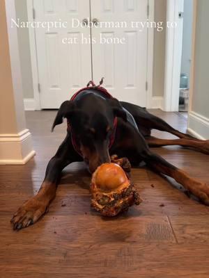 #doberman #dog #dogsoftiktok #dobie #funny #dobermans_of_tiktok #sleep #narcolepsy #narcolepsywithcataplexy 