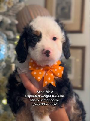 Say hello to Scar, our adorable tri-colored Micro Bernedoodle! 🐾 This sweet and calm little guy is the runt of the litter, but his gentle demeanor and captivating charm make him truly one of a kind. 💕 Scar is the perfect addition to any family looking for a calm, loving companion or a future therapy dog. With an expected weight of just 15-25 lbs, he’s the perfect size for cuddles and companionship! 🏡✨ 📩 DM us to learn more about bringing Scar home! #MicroBernedoodle #TriColorBernedoodle #TherapyDogInTraining #CalmAndSweet #FamilyCompanion #BernedoodleLove #TinyButMighty #DoodlePuppy #PuppyForAdoption #futuretherapydog 