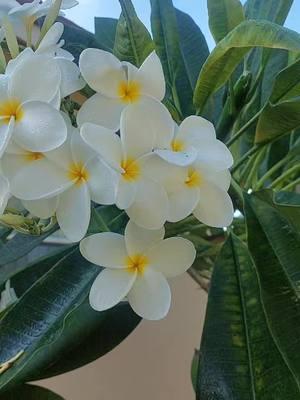 Gorgeous white Plumeria Blooms #Frangipani #plumeria ##whiteflowers 