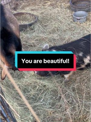 My Kunekune boar named spot. He lives with my bucks and loves hay. #kunekunepigs #kunekune #pig #pigs #pigsoftiktok #spot 