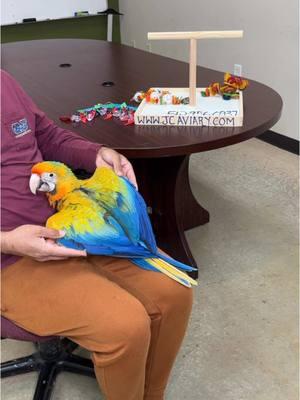 Yellow dominant Camelot macaw baby 😍 This little girl is incredibly sweet and beautiful ❤️  • • • •#camelotmacaw #hybridmacaw #macawsofinstagram #babymacaw #babymacaws #catalinamacaw #scarletmacaw #macawparrot #hybridmacaws #macawtoys #freeflightmacaw #jcaviary #parrots 