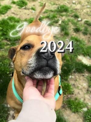 👋🏼 2024. #rescuecatsoftiktok #rescuedogsoftiktok #adoptdontshop #animalshelter #rescuelife #spayandneuteryourdamnpets #nokillshelter #adoptionsaveslives #nepa #puppiesoftiktok #adoption #adopt  