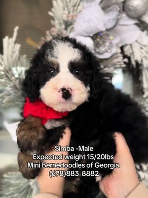 Meet Simba, our stunning traditional Micro Bernedoodle with perfectly clean symmetry! 🐾 His spunky personality, intelligence, and endless charm make him stand out from the crowd. Simba is full of energy, incredibly smart, and would thrive in a loving home, especially one with children. 💕 At an expected weight of 15-25 lbs, he’s the perfect size for cuddles, adventures, and family fun. 🏡✨ 📩 DM us for more details about bringing Simba into your family! #MicroBernedoodle #TraditionalBernedoodle #SmartAndSpunky #FamilyFriendlyPuppy #BernedoodleCharm #PuppyWithPersonality #DoodleLove #KidsBestFriend #PuppyForAdoption #futuretherapydog 