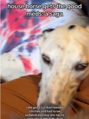 she’ll get back to us with her formed thought in 3-5 business days #greyhound #greyhoundsoftiktok #sighthound #sighthoundsoftiktok #borzoi #dogsoftiktok #funnyvideo #fypage 