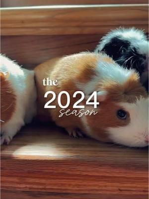 2024 recap… 🎉 #guineapig #guineapigsoftiktok #fyp #2024 #recap #guineapigs #smallanimals #fypシ #cuteguineapigs #fish #guineapigmom #guineapiglove #pets #CapCut 