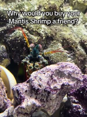 We taking Dom into 2025. #mantisshrimp #animals #fish #exoticpets 