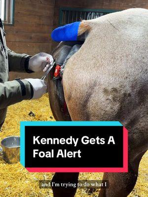 Foal Alert for Kennedy!🐴 #foalalert #foalwatch #foalingseason 