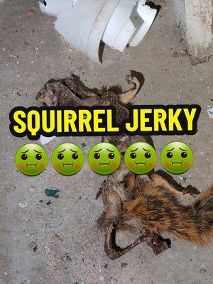 Squirrel Jerky! 🤢 #cleveland #ohio #squirrel #jerky #dead #realestate #foreclosure #fypシ゚viral #nasty #gross #happynewyear #2025 