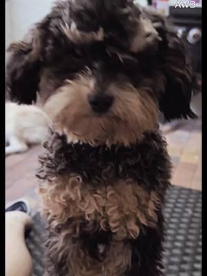 I’m not like other dogs #fyp #funny #cutedoggie #minipoodle #tyrion 