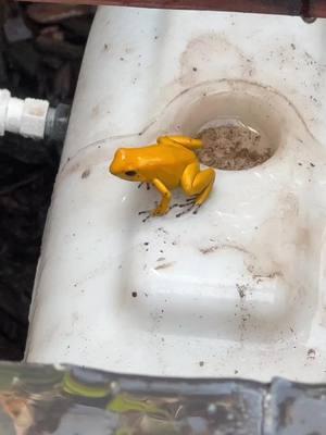 Always gotta be in the way #frog #tropicalgreenhouse #froggo 