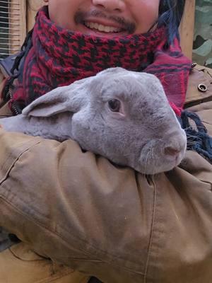 Lila in fact did not want that D.  #livestock #rexrabbit #raisingrabbits #meatrabbits #babyrabbits #homesteading #homestead #survival #selfreliance 