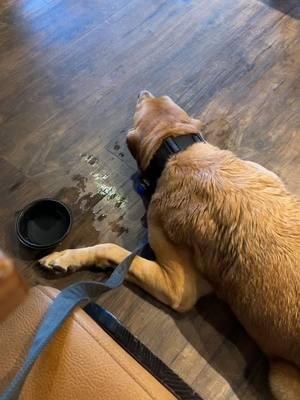 How a real Service Dog should act in a restaurant. Our server was really nice she gave Sammy water and asked to pet I said it was fine and Sammy loved all her attention. #fyp #dogcommunity #workingdog #servicedog #huntingdog #dockdivingdog #pa #outbacksteakhouse 