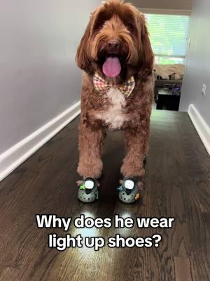 The whole neighborhood knows his name 🐾 Follow us for more cute & funny dog content   #dogshoes #dogsinclothes #labradoodles #labradoodlesoftiktok #australianlabradoodle #dogclothes #petsoftiktokfunny 