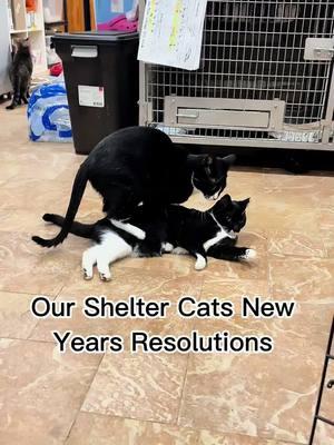 Some of our kitties really need to work on themselves! What do you guys think of their resolutions? Tell us in the comments below.👇🏻 #puppykittynycity #savealife #catsofinstagram #catcrisisnyc #newyear #newyearsresolution #newyearnewcat #CapCut 