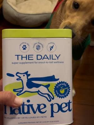 Graham loves his new supplement🐾🤍 #nativepet #thedaily #nativepetpartner #dog #chiweenie #gifted #dog #fyp 