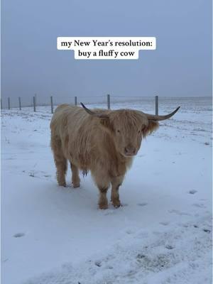 mini cow = pure happiness #foryourpage #fypシ゚viral #viralvideo #highlandcow #minicow #cowsoftiktok #PetsOfTikTok #animallover #newyear #animalsoftiktok #cutenessoverloaded #adorableanimals 