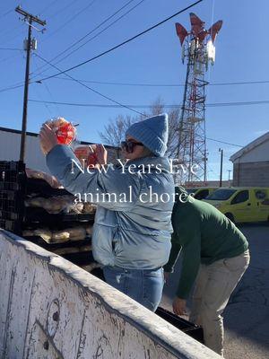 Back with another holiday animal chores vlog. I love to celebrate with these guys 🥹 #animalchores #homestead #farmlife #farm ##homesteading##farmtok##Lifestyle##aesthetic