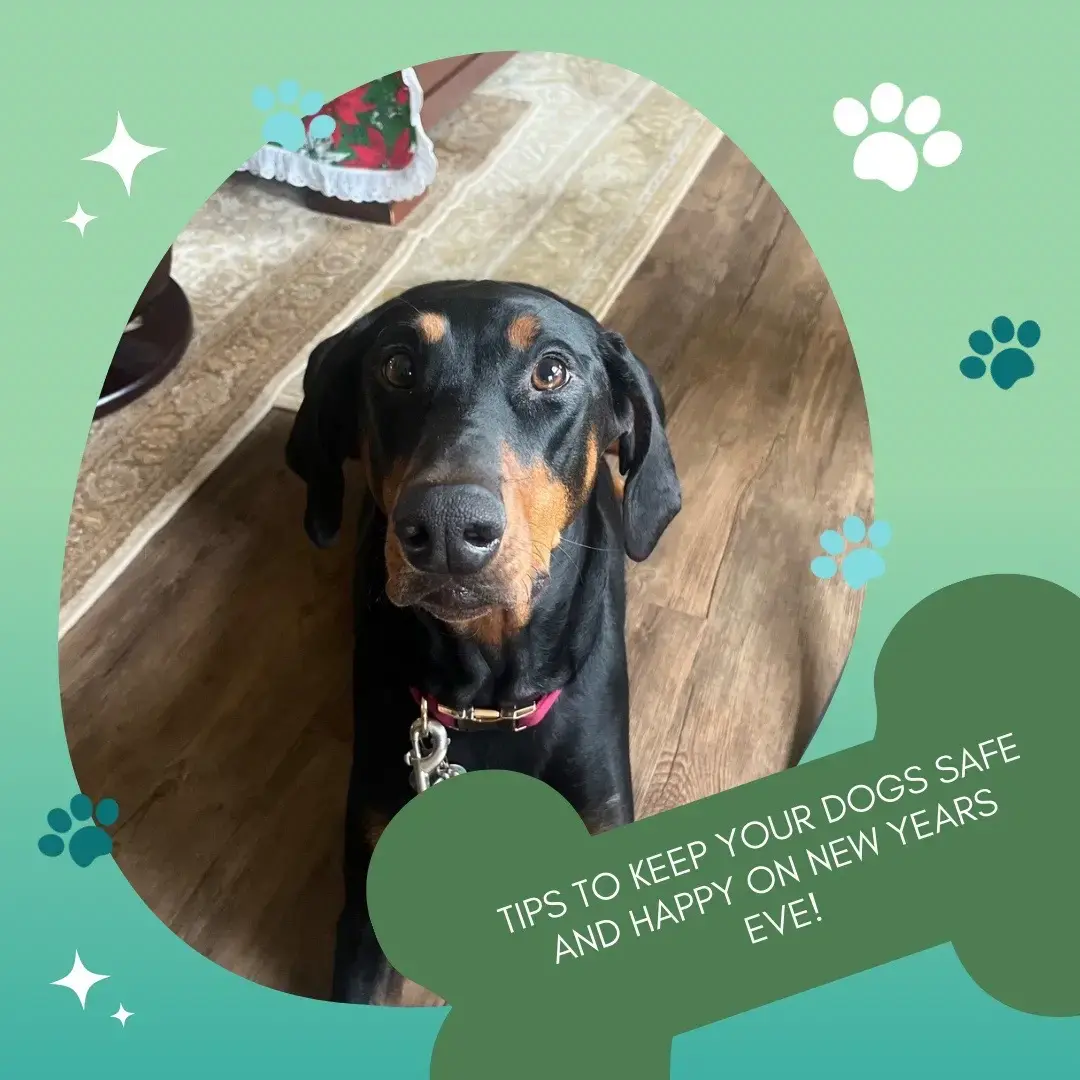 Keep both your pups and you safe tonight! 🎆  #willowtheservicedobie #newyears #happynewyear #fireworks 