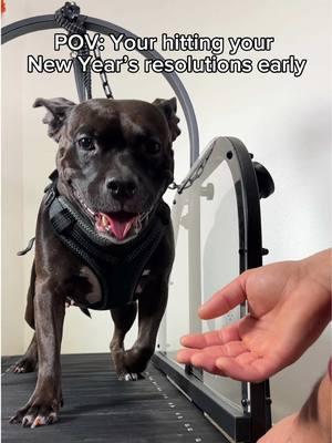 Raise your hand if you hate walking your dogs in the winter 🙋🏻‍♀️ Use the code 30ZRW1HB to get 30% off on Amazon 🫶🏼 #newyears #newyearsresolution #dogfitness #doghealth