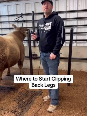 Where to start clipping back legs on show cattle #livestock #livestockshow #cattleshow #showcattle #ffa #4h #showsteer #showheifer #cattle #steershow #heifershow #clippingcattle