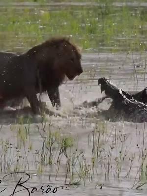 pov: you're not a tiny caiman facing off against a Jaguar. You're a nile crocodile. An Apex predator. #crocodile #nature #wild #natureismetal #komododragon 