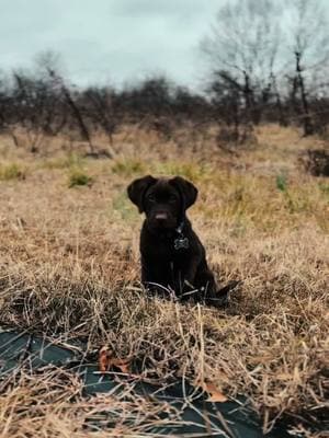 Doesn’t get much cleaner than this! #duckhunting #fyp #gundog 