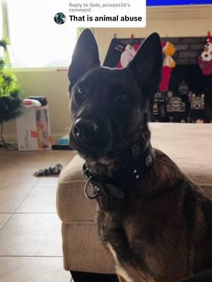 Replying to @Solo_autazos56 I’ve said it once and I’ll say it again… yall can come work with Maddox for a day you just gotta sign a waiver 😁….#maddoxworld #belgianmalinois #dogsoftiktok #dogtok #workingdogsoftiktok❤ #belgianmalinoisoftiktok #slatmilldog 