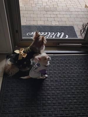 Happy New Year! #frannielife #frandan #franniejoy #graciebeane #postmandan #puppytiktok #longhairedchihuahuas #cutepuppies 