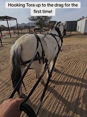 #coltstarting #horsetraining #horse #viral #fyp #fjord I was fully expecting her to at least attempt to bolt a couple times if not actually bolt...I wasn't expecting her to listen to me so well and be so chill about it! 