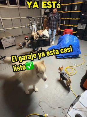 Gracias papá @🐲🐾🐦‍🔥juan⚡️🔥🌊 por limpiar el garaje para los perritos❤️ #dogsoftiktok #PetsOfTikTok #huskysoftiktok #chihuahuas #chihuahuasoftiktok #pets #family #paratiiiiiiiiiiiiiiiiiiiiiiiiiiiiiii #husky #viralvideo #perrihijos #fyp #viralvideo #momlife @Dulce Lopez 