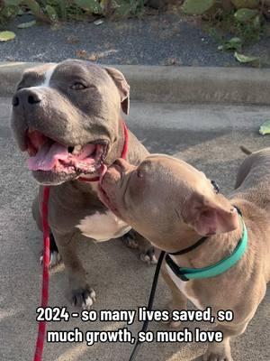 2024, A monumental year of personal growth and oh so much gratitude and love. So many special lives saved while having to say goodbye to too many others. Through it all, memories that will last a lifetime.  Bring on 2025, I’m ready for ya! 😍 @TheLovePit #bullybreedrescue #bullybreedlove #rescuedogs #rescuelife #pitbulllove #pitbullrescue #bullybreedawareness #bullybreedadvocate #dogsoftiktok #rescue #rescuedismyfavoritebreed #thelovepit #happynewyear 