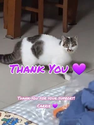 Thank you to all my friends that have supported me through this year! Thank you to my new followers/friends also! Love you guys so much! 💜 🔹️ #catsoftiktok #catlover #cats #thankyou #thankyoufriends #catvideo #funnycat #hilarious #thankyoufollowers #animals #newfriends #petvideos #pets #loveyou #loveyouguys #genx #sweetbutphysco #avamax 