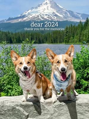 2024, you were unforgettable ✨ #2024 #2024recap #2024rewind #nye #captainandtony #corgisoftiktok #corgis #dogsoftiktok #2024dump #2024season #trending 